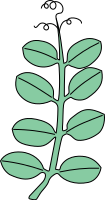 Leaf paired-pinnate with tendrils.svg