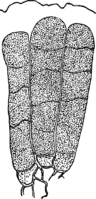Coleosporium inulae Rabh. Abb0105b (Gäumann 1959, Rostpilze Mitteleuropas).png