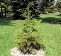 Abies nordmanniana subsp. equi-trojani (Asch. & Sint. ex Boiss.) Coode & Cullen – Photo: Andrea Moro 2008, Dryades TSB56508.jpg