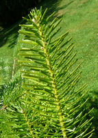 Abies nordmanniana subsp. equi-trojani (Asch. & Sint. ex Boiss.) Coode & Cullen – Photo: Andrea Moro 2008, Dryades TSB56510.jpg