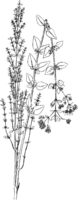 Habitusbild von deformierten einjährigen Trieben von Orignum vulgare L. Abb0849 (Gäumann 1959, Rostpilze Mitteleuropas).png
