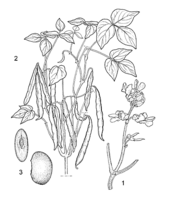 Linedrawing Phaseolus vulgaris.gif