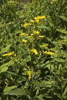 Solidago gigantea C.jpg