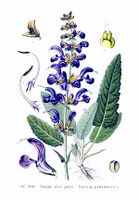 260 Salvia pratensis L.jpg