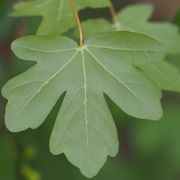 Acer campestre5.JPG