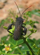 Anoplocnemis curvipes.jpg