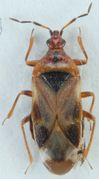 Anthocoris nemoralis BOLDSystems.jpg