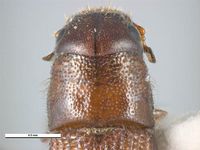 Dendroctonus frontalis PaDIL135640f.jpg