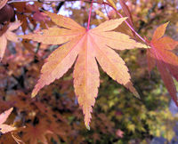 Acer palmatum Thunb. – Photo: Andrea Moro 2008, Dryades TSB60215.jpg