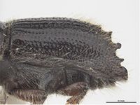 Ips subelongatus PaDIL141798e.jpg