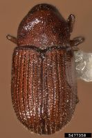 Pagiocerus frontalis IPM5477358.jpg