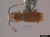 Cryptolestes pusillus IPM5380057.jpg