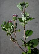 Overview of Arctium minus (Hill) Bernh.