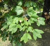 Acer hyrcanum Fisch. & C.A.Mey. – Photo: Andrea Moro 2007, Dryades TSB47402.jpg