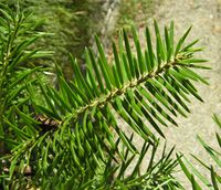 Abies cephalonica Loudon – Photo: Andrea Moro 2007, Dryades TSB47890.jpg