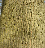 Acer platanoides L. – Photo: Andrea Moro 2009, Dryades TSB62828.jpg