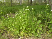 Habitat of Alliaria petiolata (M.Bieb.) Cavara & Grande