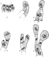 Frommea obtusa (Str.) Arth. Abb1017 (Gäumann 1959, Rostpilze Mitteleuropas).png