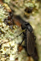 Thumbnail for version as of 01:13, 28 August 2011