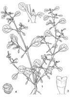 Linedrawing Trianthema portulacastrum.gif