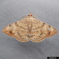 Anticarsia gemmatalis IPM5460671.jpg