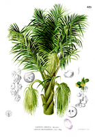 Arenga pinnata Blanco2.419.png