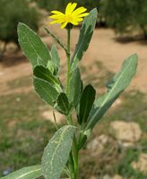 Calendula arvensis leaf (11).jpg