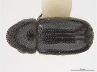 Conophthorus coniperda PaDIL142531a.jpg