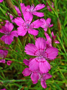 Dianthus deltoides 002.JPG