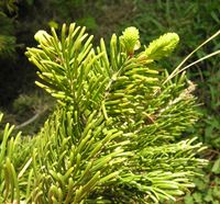 Abies nordmanniana (Steven) Spach – Photo: Andrea Moro 2007, Dryades TSB42648.jpg