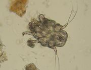 Ear mite 1.JPG