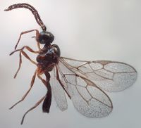 Ephedrus insect gallery.jpg