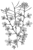 Linedrawing Cleome gynandra.gif