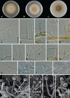 Phaeoacremonium venezuelense StudMycol 2006.jpg