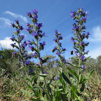 BEQ PD Echium vulgare.jpg