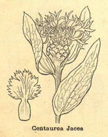 Centaurea jacea sl.jpg