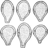 Cumminsiella sanguinea (Peck) Arth. Abb0989 (Gäumann 1959, Rostpilze Mitteleuropas).png