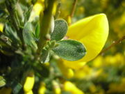 Cytisus scoparius JuliaKruse 2.jpg