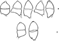 Gymnoconia interstitialis (Schlecht.) Lagerh. Abb0181 (Gäumann 1959, Rostpilze Mitteleuropas).png
