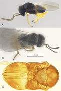 Journal of hymenoptera research-76-057-g010.jpg