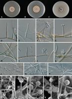 Phaeoacremonium iranianum StudMycol 2006.jpg