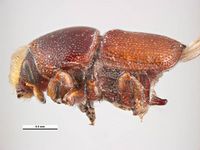 Scolytus ensifer PaDIL135952c.jpg