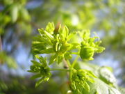 Acer campestre flowers