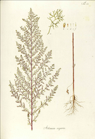 Artemisia scoparia.png