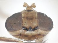 Bactrocera tau PaDIL136206c.jpg