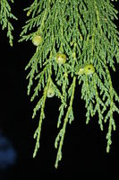 Cupressus nootkatensis 5872.JPG