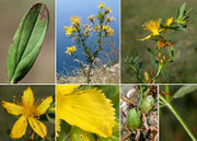 Morphological summary of Hypericum perforatum L. subsp. perforatum (photos Andrea Moro)