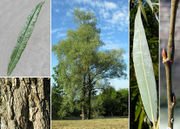 Morphological summary of Salix alba L. (photos Andrea Moro)