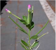 Epilobium hirsutum L.