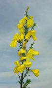 Inflorescence of Cytisus scoparius (L.) Link (photo Andrea Moro 2006)